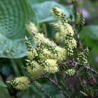 Graines Callistemon pityoides, Rince-bouteille jaune