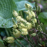 Graines Callistemon pityoides, Rince-bouteille jaune