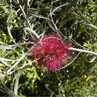 Graines Callistemon phoeniceus, Goupillon écarlate