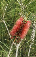 Graines Callistemon linearis, Rince-bouteille