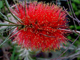 Graines Callistemon linearis, Rince-bouteille