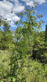 Graines Celtis tenuifolia, Micocoulier nain