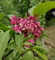 Graines Syringa komarowii var. reflexa, Lilas penché