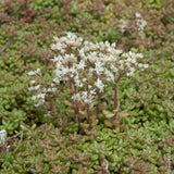 50 Graines de Sedum Album, Orpin Blanc