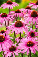 20 Graines de Echinacea Purpurea, Echinacée Pourpre