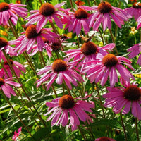 20 Graines de Echinacea Purpurea, Echinacée Pourpre