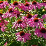 20 Graines de Echinacea Purpurea, Echinacée Pourpre