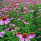 20 Graines de Echinacea Purpurea, Echinacée Pourpre