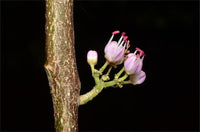 Graines Melicope elleryana, Evodia rose