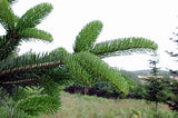 Graines Abies bornmuelleriana, Sapin de Turquie