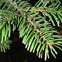 Graines Abies bornmuelleriana, Sapin de Turquie