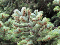 Graines Abies bornmuelleriana, Sapin de Turquie