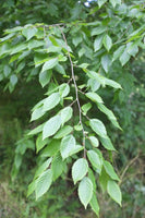 Graines Carpinus fargesii, Carpinus viminea