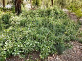 Graines Hibbertia scandens