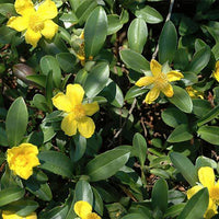 Graines Hibbertia scandens