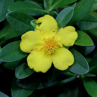 Graines Hibbertia scandens