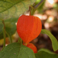 20 Graines Physalis Franchetii Alkekengi Gigantea, Lanterne Chinoise