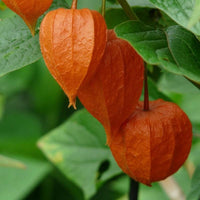 20 Graines Physalis Franchetii Alkekengi Gigantea, Lanterne Chinoise