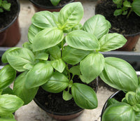 30 Graines de Basilic Genovese,  Ocimum basilicum