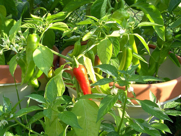 25 Graines de Piment Poisson