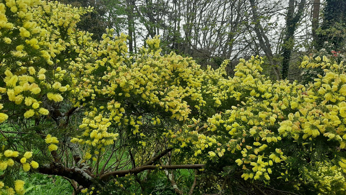 Graines Acacia riceana, Mimosa de Ricé – NinaSeeds