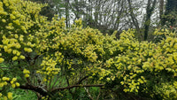 Graines Acacia riceana, Mimosa de Ricé