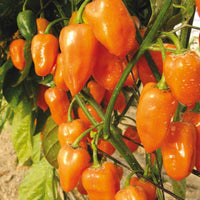 20 Graines de Piment Habanero Orange