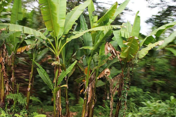 Graines Musa textilis "Borneo", Bananier