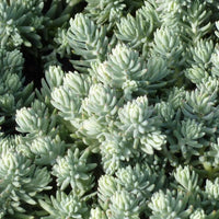 30 Graines Sedum sediforme, Orpin de Nice