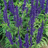 Graines Salvia farinacea "Victoria Blue", Sauge farineuse