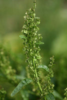 25 Graines Atriplex hortensis, Arroche des jardins "Plume Verte"