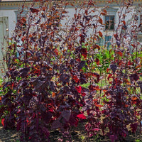 25 Graines Atriplex hortensis, Arroche des jardins "Plume Verte"