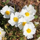 30 Graines de Ciste du Liban, Cistus libanotis