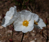 30 Graines de Ciste du Liban, Cistus libanotis