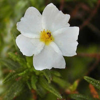 30 Graines de Ciste du Liban, Cistus libanotis