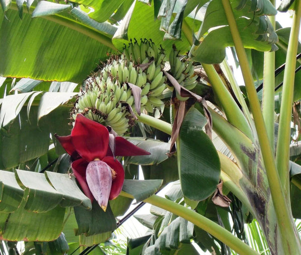 Graines Musa acuminata subsp. acuminata, Bananier