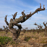 Graines de Vigne, Vitis Vinifera