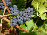 Graines de Vigne, Vitis Vinifera