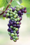 Graines de Vigne, Vitis Vinifera