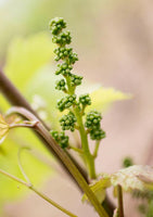 Graines de Vigne, Vitis Vinifera