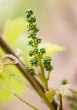 Graines de Vigne, Vitis Vinifera