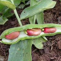 20 Graines de Fève Karmazyn, Vicia Faba