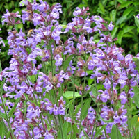 Graines Salvia officinalis, Sauge officinale