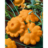 20 Graines de Patisson Orange, Cucurbita Pepo