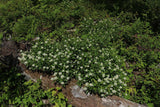 Graines Ceanothus americanus, Céanothe d'Amérique