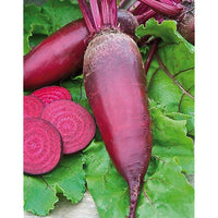 30 Graines de Betterave Rouge Cylindra, Beta vulgaris