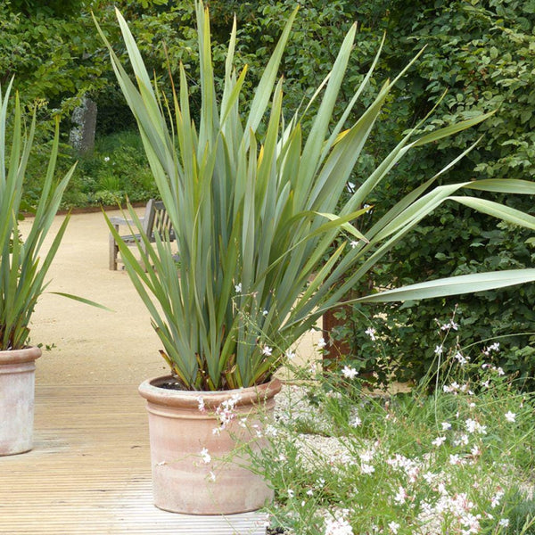 Graines de Phormium Tenax, Lin de Nouvelle-Zélande