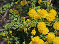 Graines Acacia Paradoxa, Acacia Armata