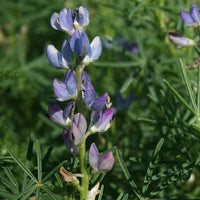 3 Graines de Lupinus angustifolius, Lupin bleu