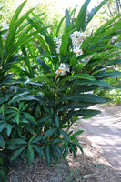 Graines de Gingembre, Alpinia Malaccensis